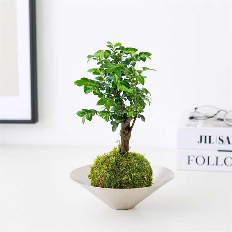 小叶紫檀苔癣球/办公室内桌面四季常青黑古茶观叶植物禅意小摆件