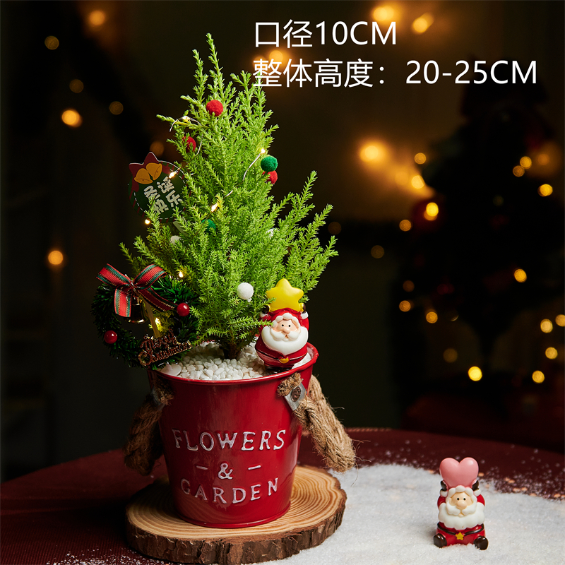 香松盆栽绿植送人礼物节日气氛