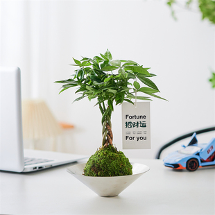 苔玉发财树盆栽苔藓球植物创意室内桌面好养办公室绿植净化空气
