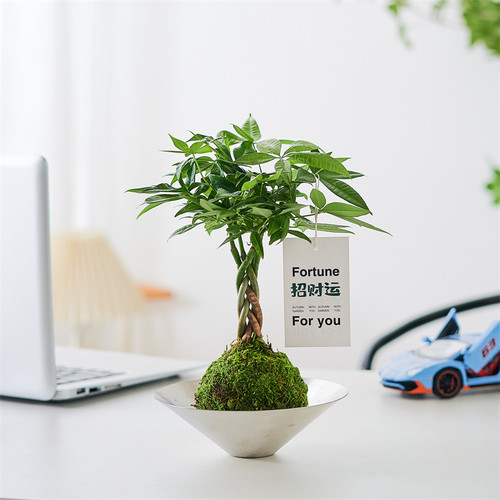 发财树办公室吸甲醛苔藓球送礼物