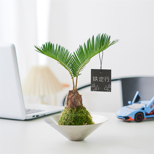 铁树苔藓球 懒人植物室内好养殖净化空净化空气网红摆放