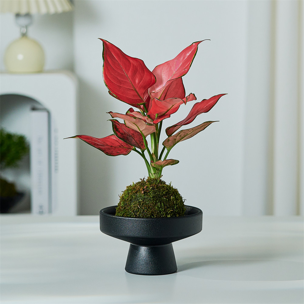 吉利红办公室客厅吸甲醛苔藓球