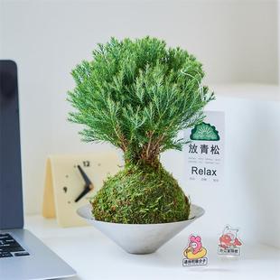 雾松苔藓球室内绿植好养盆栽办公室客厅桌面创意摆件 放轻松