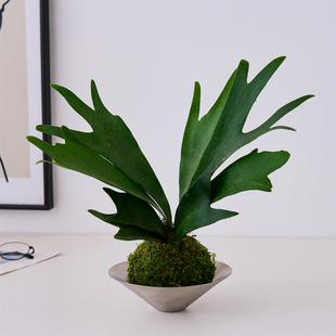 鹿角蕨苔藓球水培植物绿植盆栽办公室内耐阴蕨类植物客厅懒人好养