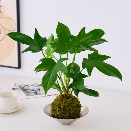 飞机蔓绿绒喜阴植物水培四季好养