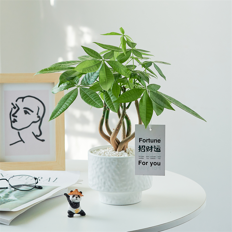 发财树土培桌面绿植好养活