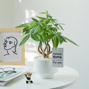 奇趣五福发财树室内绿植净化空气桌面好养四季 常青懒人盆栽小摆件