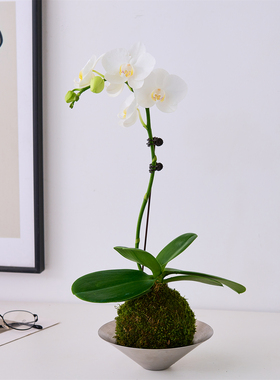 白色蝴蝶兰盆栽带花苞真花客厅室内花卉苔藓球植物好养活绿植花卉