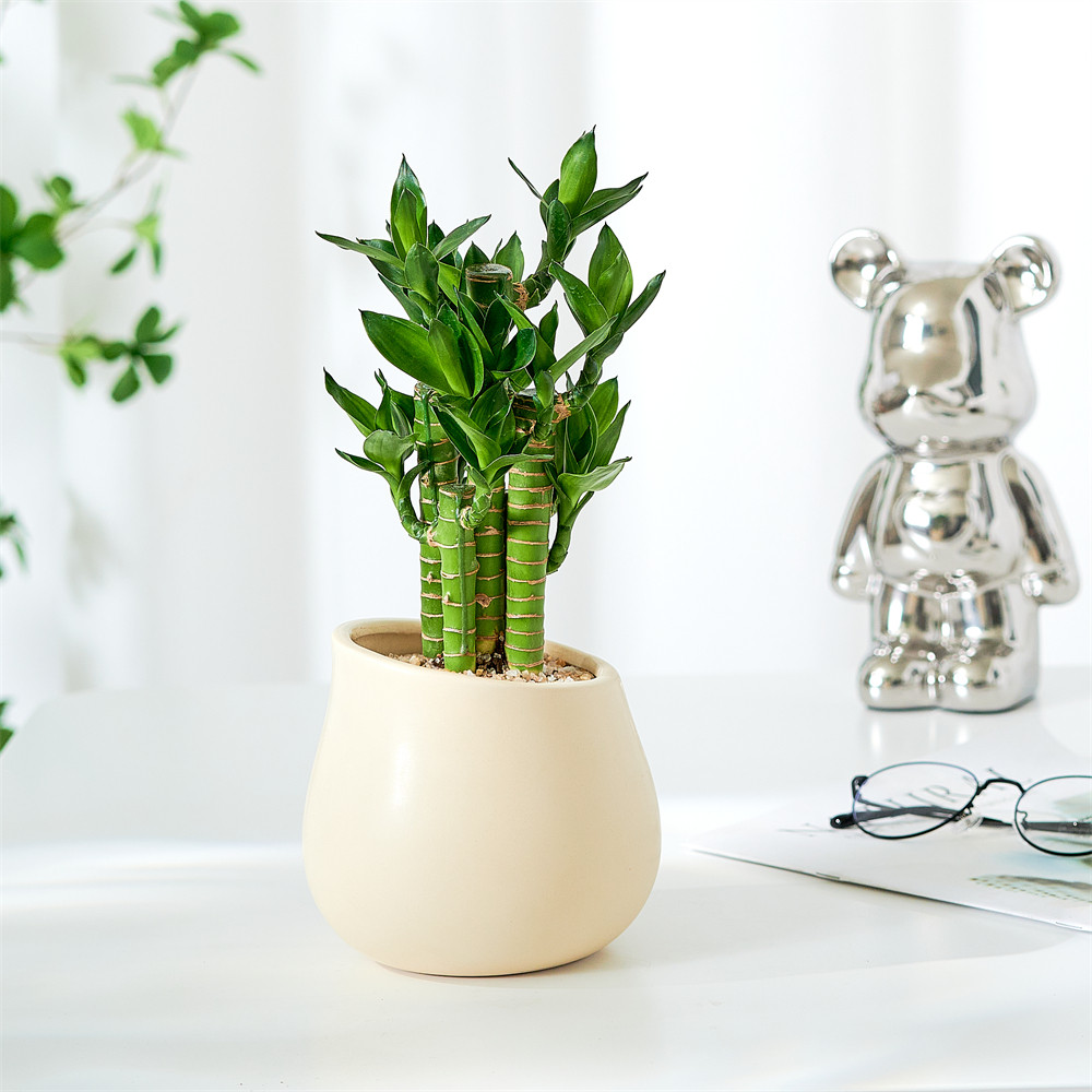 富贵竹室内植物节节高桌面绿植带根好养步步高花卉文昌竹客厅盆栽