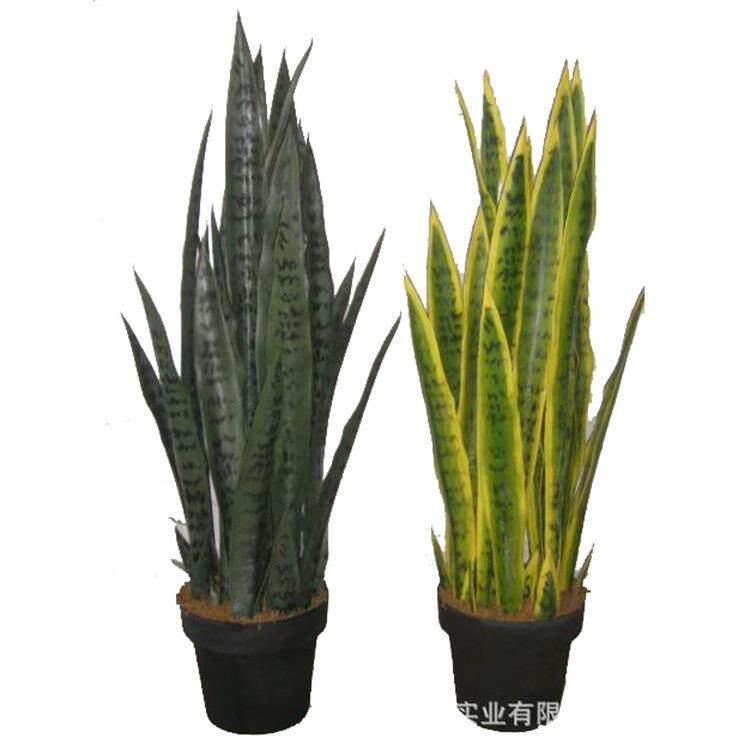 厂家直销仿真植物金边虎尾兰盆栽仿真虎皮兰仿真盆栽