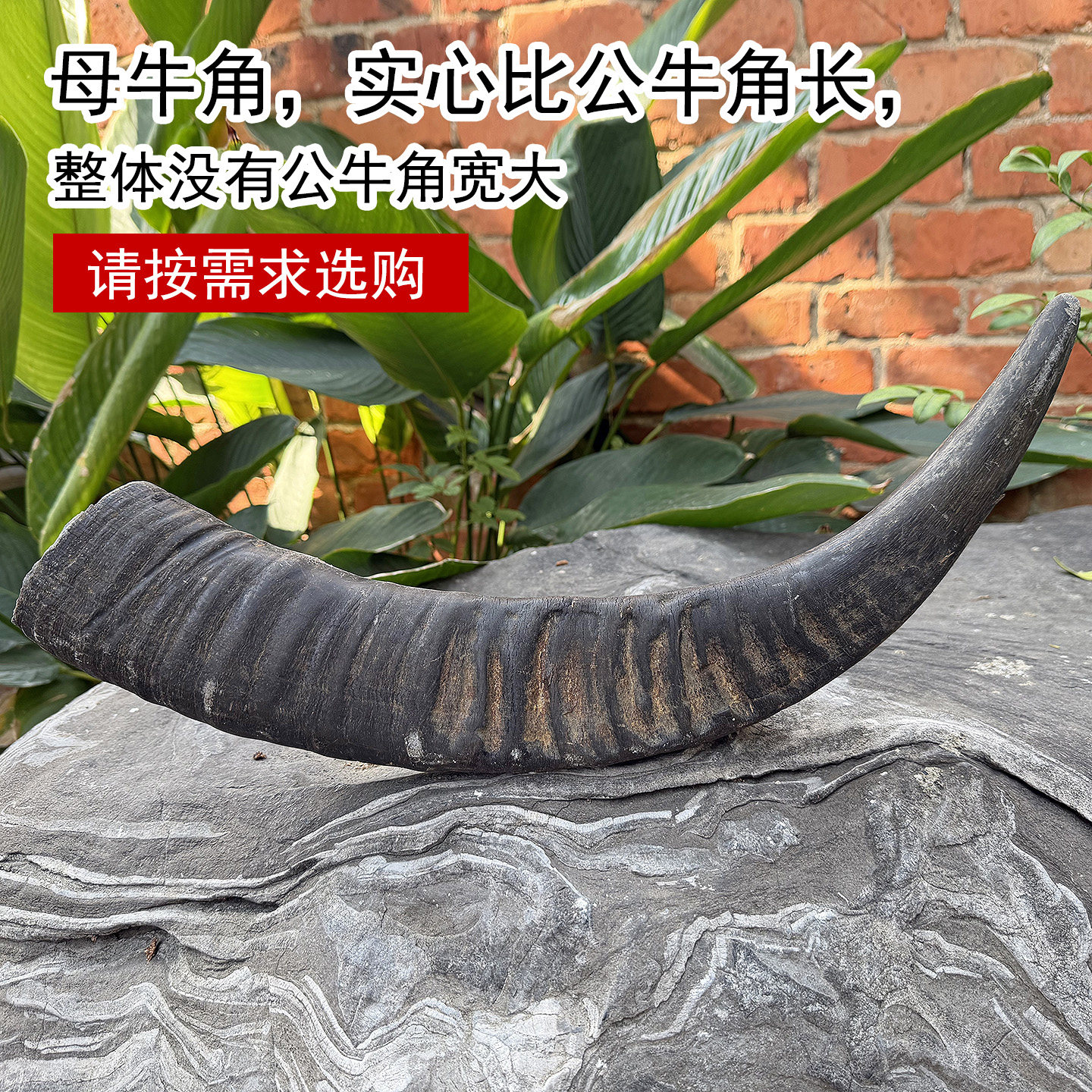 天然水牛角空心母牛角中药酒杯原材料老牛角号角料实心牛角尖弹弓