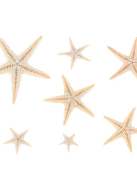 100pcs DIY Beach Cottage Wedding Decor Crafts Sea Shells Siz