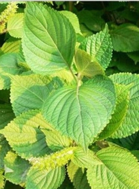 Perilla Seeds Double Color Perilla Seed Japanese Shiso Frute