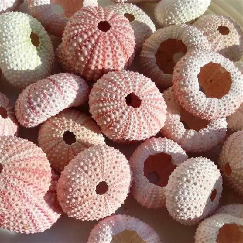 happykiss natural sea urchins pink dream sea urchin shell de
