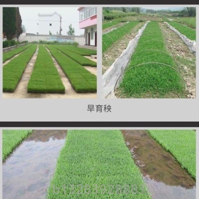 水稻播种机便携移动式插秧育秧抛秧盘手推式大棚均匀育苗轻便覆土