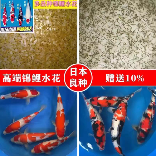 纯种日本锦鲤水花鱼苗观赏鱼红白大正三色昭和丹顶绯写水花鱼苗