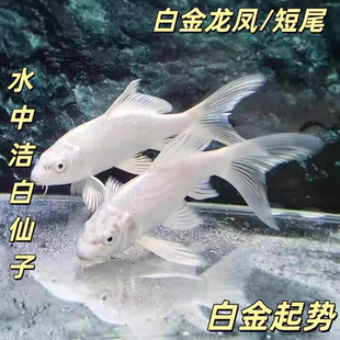 台湾蝴蝶鲤白金大鳍大尾龙凤锦鲤龙鲤冷水淡水纯种活体