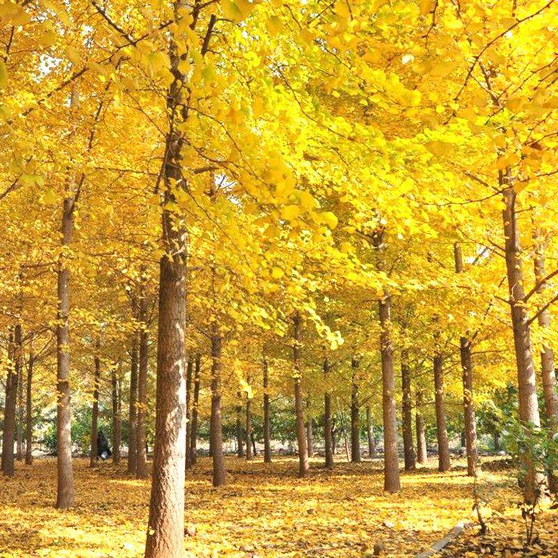 定制带苗风景大树大z园林景观土绿化道球庭院行银杏树银杏树植物