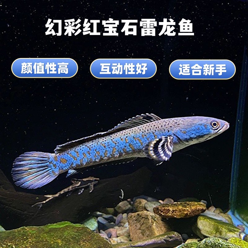 速发精品幻彩酒宝带雷龙鱼热石小型观赏鱼七彩红红雷龙鱼包损