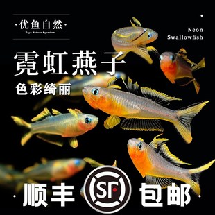 速发霓虹燕子鱼观带热小鱼赏型灯科鱼草缸灯鱼群游新郎官鱼