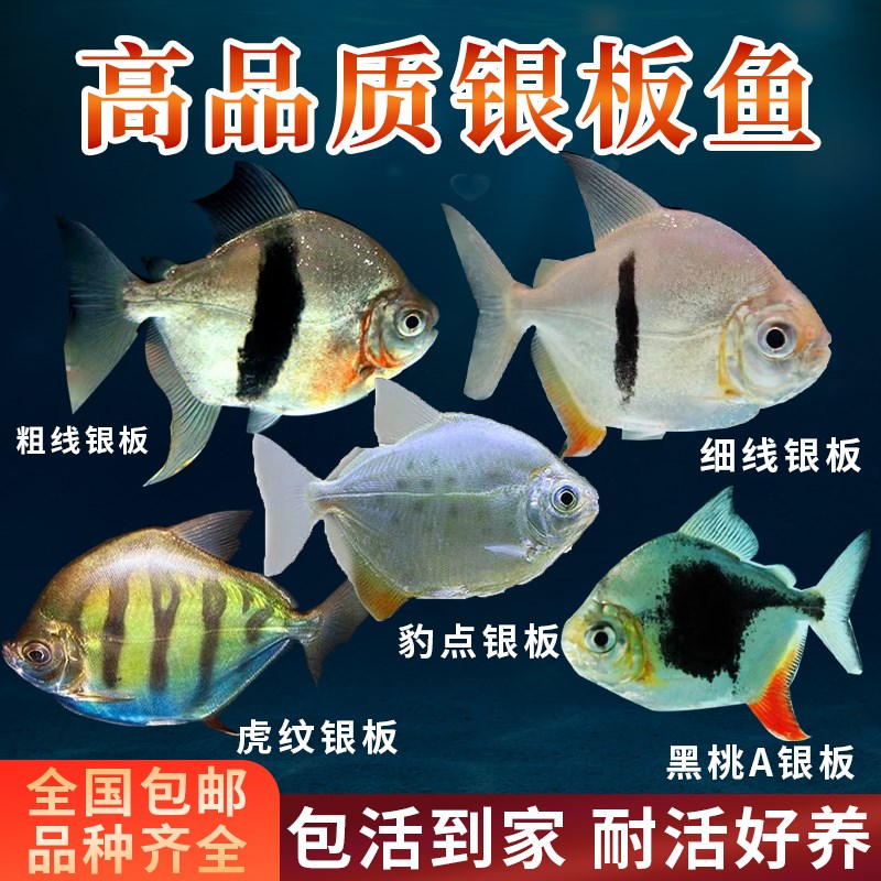 速发粗线银板鱼板桃A银鱼虎纹银板细线银板鱼龙黑配鱼中层热带鱼