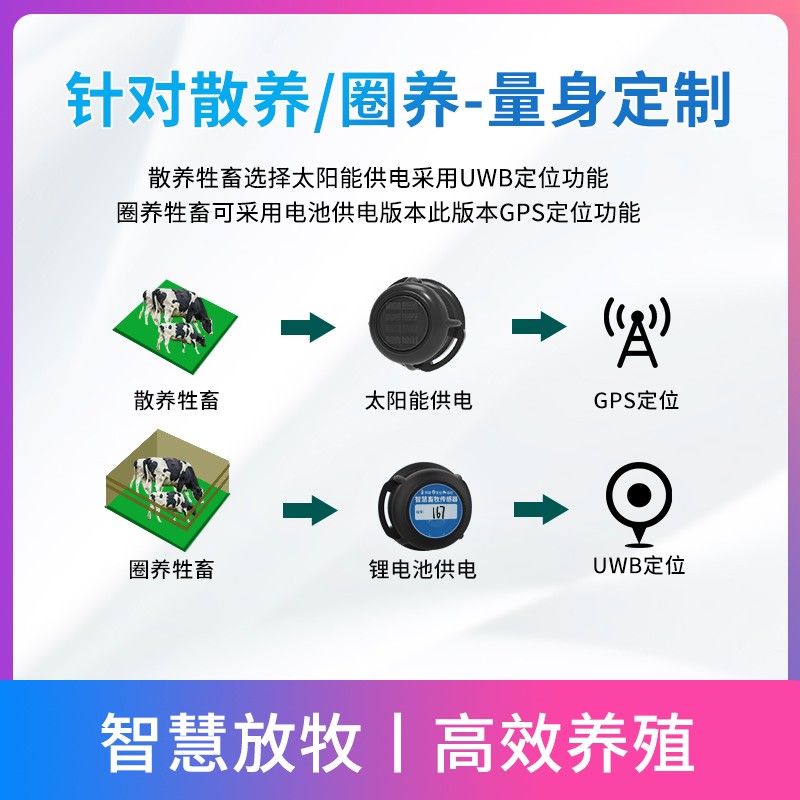 速发猪牛羊电I耳标耳温RF子D识别智慧畜牧传感器行为分析动物测标