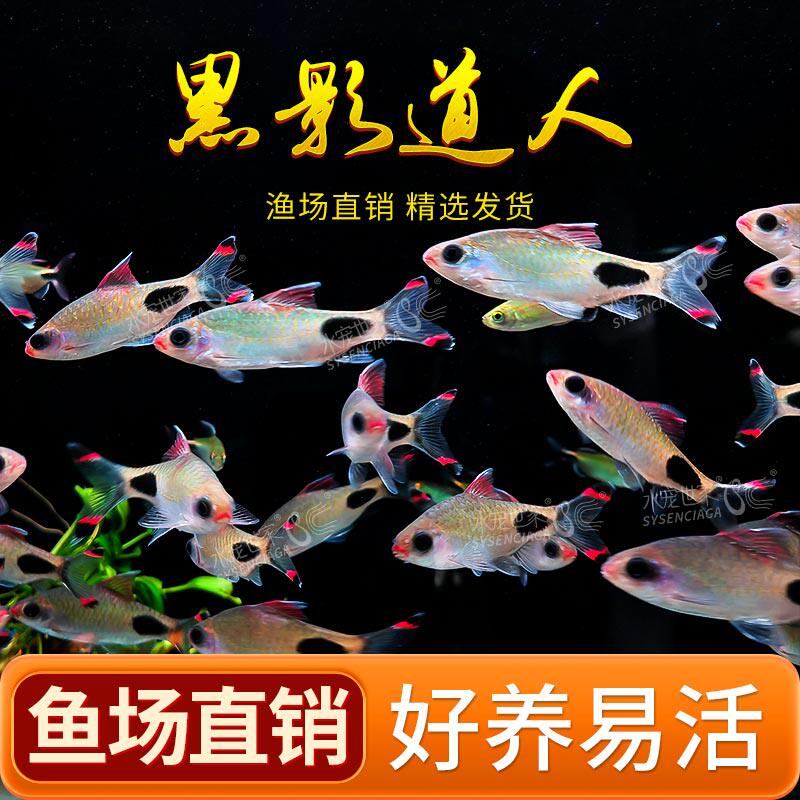 速发黑影游人一眉道人赏小型群道鱼鱼群游热带观鱼鱼草缸彩虹
