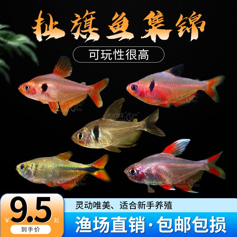 速发扯旗鱼扯勾旗黑尾大勾玫瑰芙蓉红旗灯鱼小型赏带观热鱼草缸群