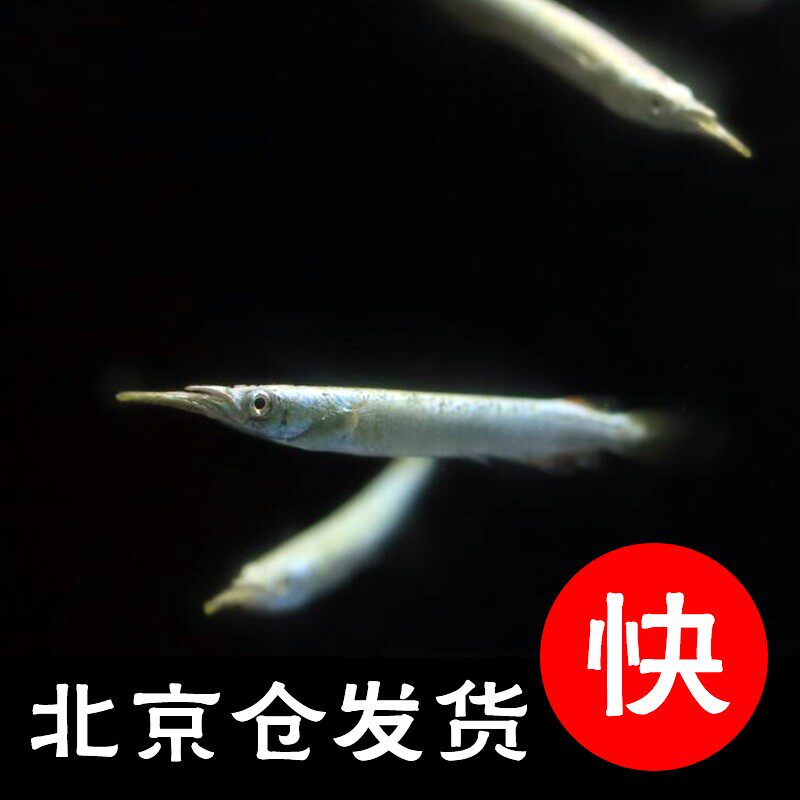 速发手群热带鱼银水针观赏鱼新小草缸型游鱼可与红绿灯宝莲灯混养