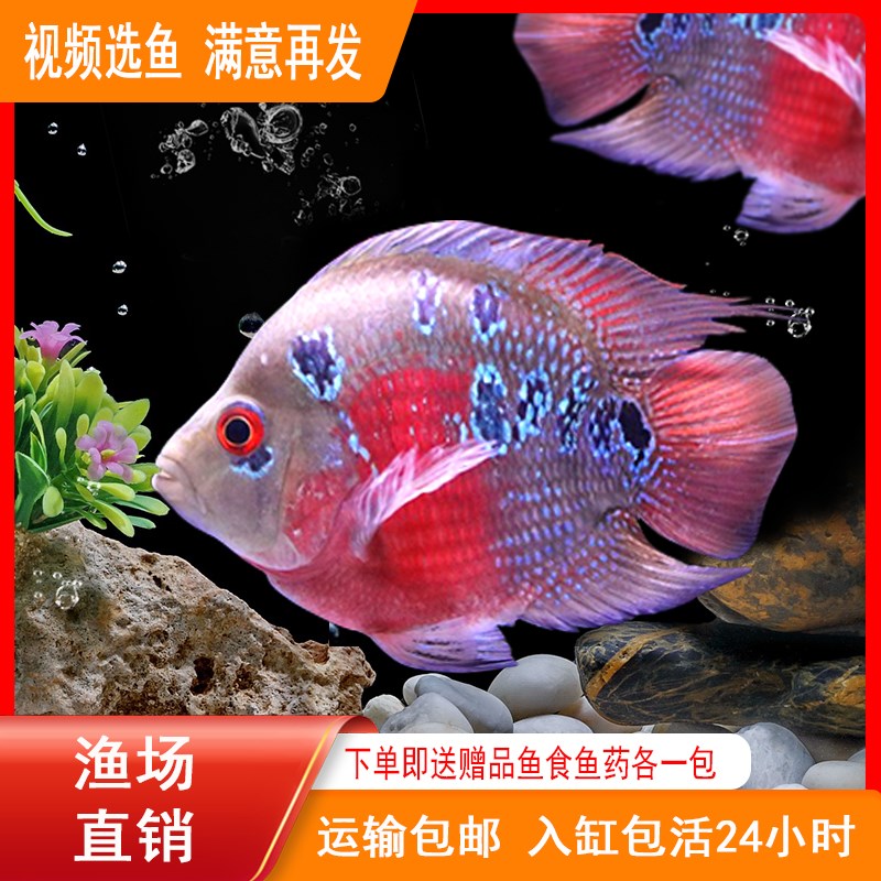速发w招b麒麟鹦鹉鱼罗汉鱼l财鱼淡水热带鱼赏鱼元宝发财观罗汉鱼