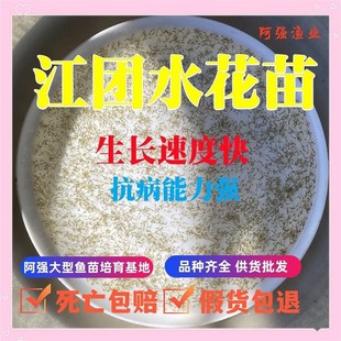 速发江鮰淮苗团鱼鱼花苗肥沱肥王水鱼王鱼清江鱼钳鱼苗淡水养殖渔