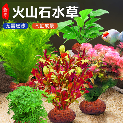 速发水水植物鱼缸造景火山石真草草培蜈蚣性水榕阴草绿菊净化水质