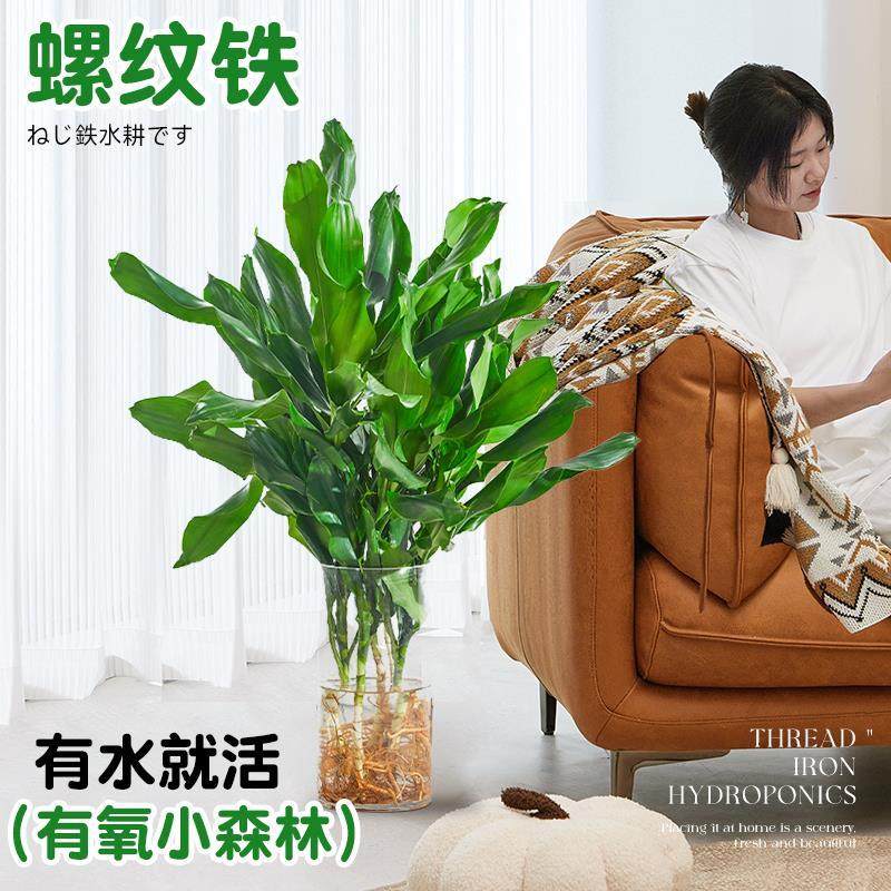 速发水培植物高大螺纹铁观叶好植客厅室内绿养无土纯水培盆栽四季