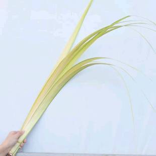 剑叶鲜切花鲜花配草水培绿植水养鲜花室内插花植物云南基地