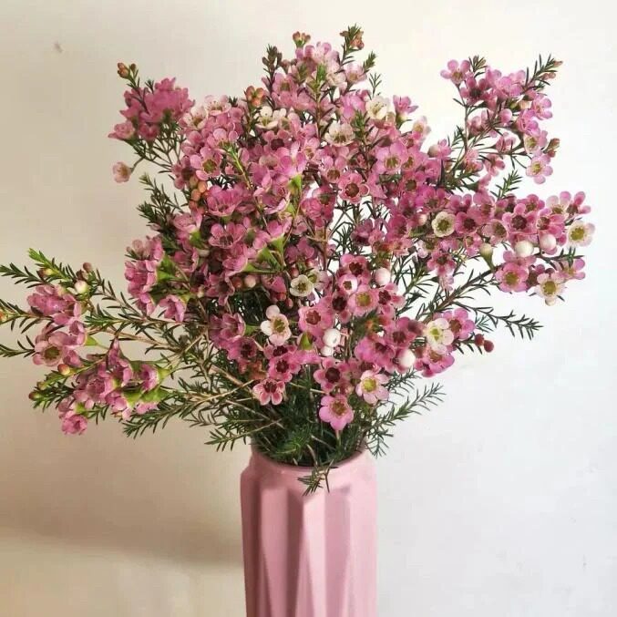 腊梅 （1个运费可以拍7把花）