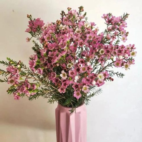 腊梅 （1个运费可以拍7把花）