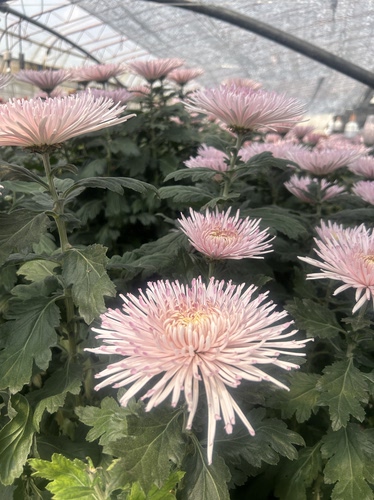 A级稀有仙女粉烟花菊鲜花花束云南基地直发鲜切花