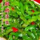 香辣海白菜批发红油海白菜即食裙带菜梗段商用腌制大包一整箱正宗