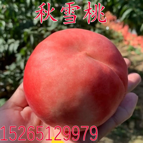 晚熟桃树苗 雪桃苗 秋雪桃树苗 嫁接桃苗南方北方种植果树苗
