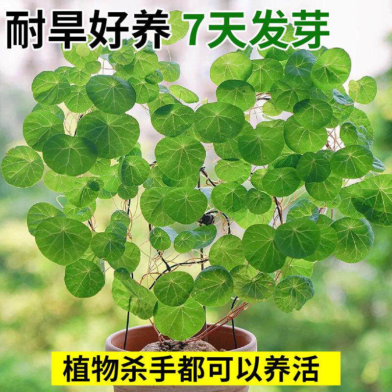 山乌龟植物金不换种球盆栽红藤圆叶室内阳台爬藤观叶水培好养绿植