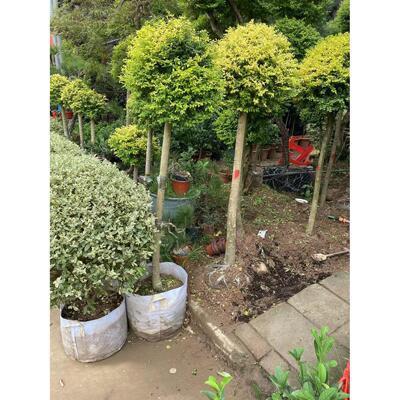 园林化花境植物造型地景亮晶女贞绿川棒棒糖滇蜡CZY树庭院景风树