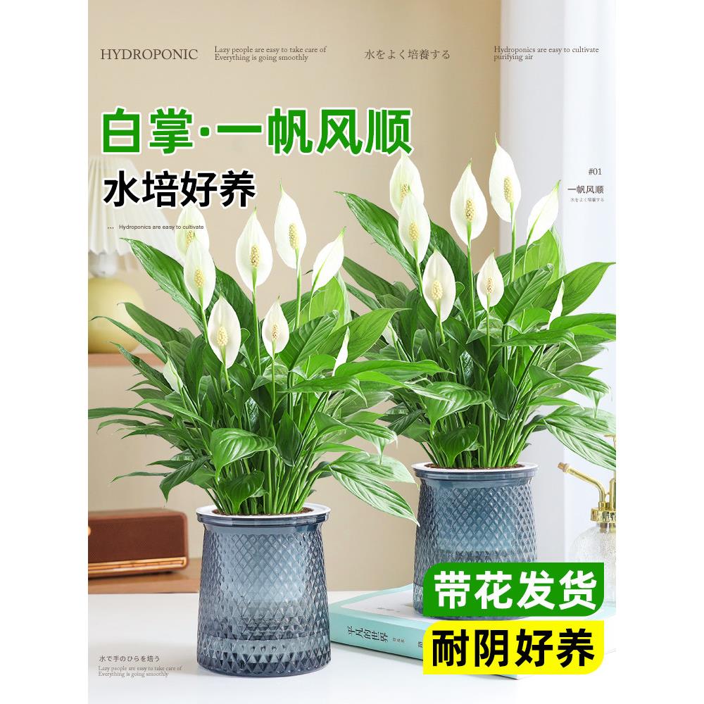 白掌一帆风顺盆栽室内绿植绿萝箩花卉水培植物四季易活吸甲醛好养