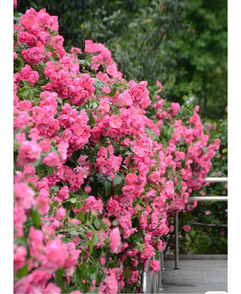 安吉拉 爬藤月季亮粉色特勤花多头四季开花耐热