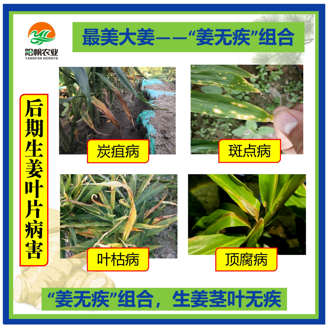 姜无疾治疗生姜炭疽病叶枯病斑点病顶腐病专用杀菌剂 (两桶水)