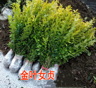 四季常青金森女贞树苗金叶女贞苗小叶女贞苗庭院彩绿篱绿化工程苗