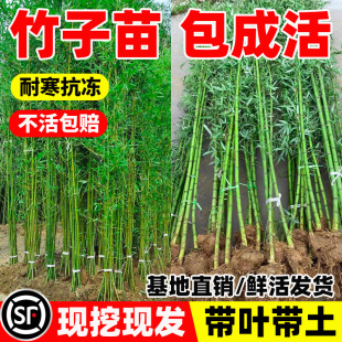 四季常青竹子苗庭院室外院墙植物青竹黄金竹北方盆栽风景竹子树苗
