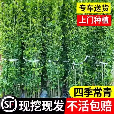 北海道黄杨苗常绿花园围墙篱笆绿化植物四季青法国冬青苗绿篱丛生