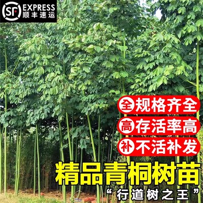 中国青梧桐树苗大树庭院四季常青风景树行道园林绿化苗木观赏植物