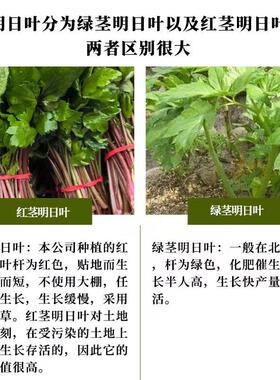 明日叶茶长寿真茶不老KKS原生态品心核产区【明日叶正草品.