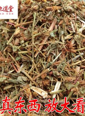 过野生贯叶连翘圣约翰草对贯叶金丝桃路黄大小叶草SCF赶山鞭050g